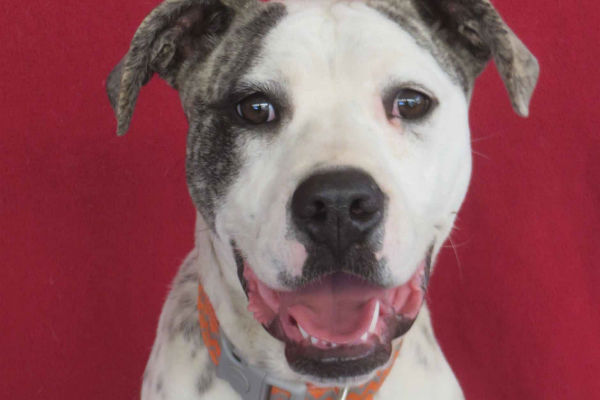 Article image for Pet of the week: Junior