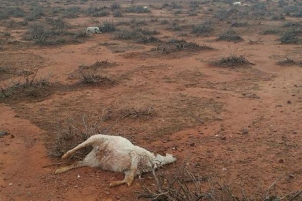 Article image for Farmer finds hundreds of dead kangaroos, cows and goats following weather anomaly