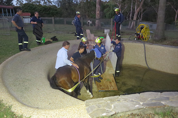 Firefighters rescue elderly horse trapped in swimming pool