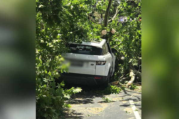 Article image for Man lucky to be alive after tree crushes his car
