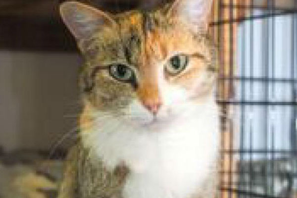 Article image for Pet of the week: Maddie