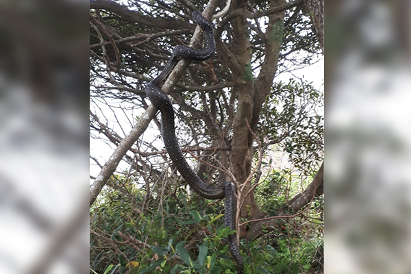 This stuff of nightmares: HUGE snake spotted on busy Sydney beach