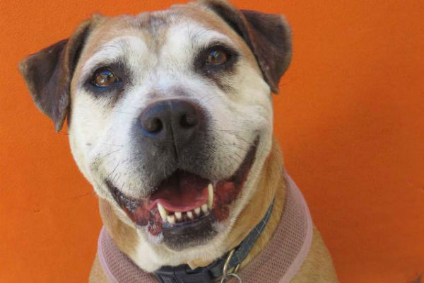 Article image for Pet of the week: Brandy