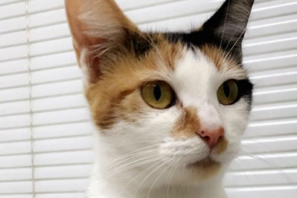 Article image for Pet of the week: Brulee