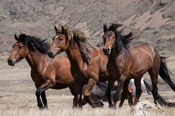 Article image for ‘Nothing short of a massacre’: Aerial culling of wild brumbies goes ahead