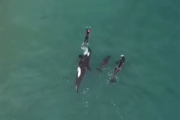 Article image for Stunning footage of woman swimming with killer whales goes viral