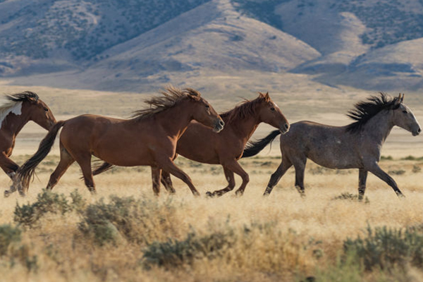 Article image for State MP calls on Minister to stop ‘unacceptable’ culling of wild brumbies