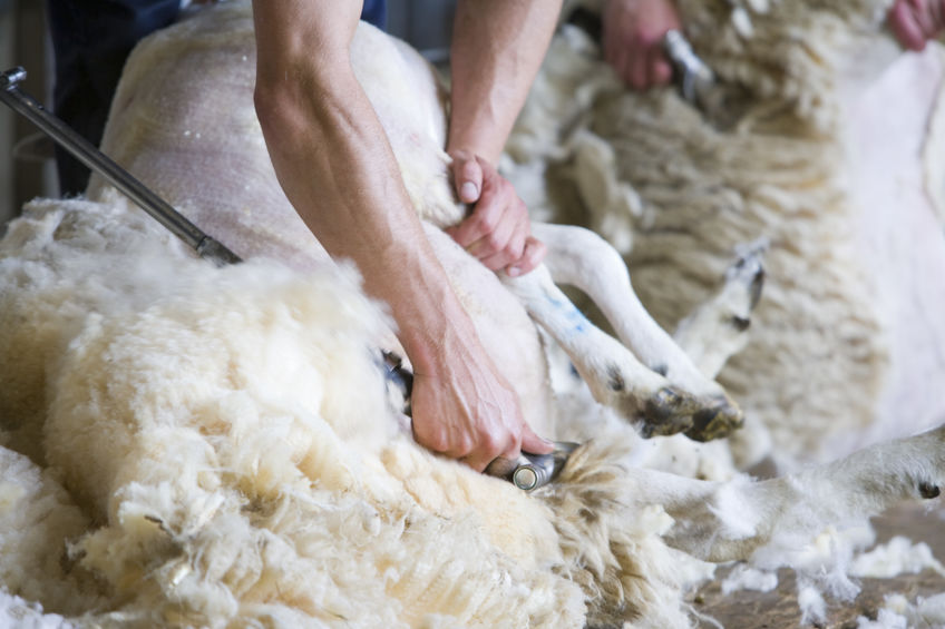 Shearers shortage across Australia