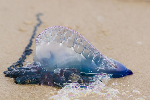Article image for Thousands of beachgoers stung following bluebottle invasion