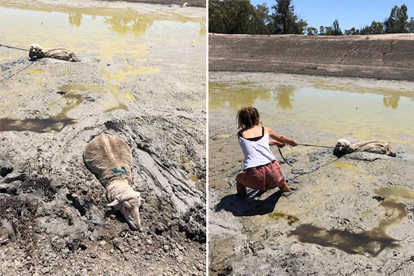 Article image for Farmer’s heartbreaking drought photos of daughter trying to save sheep