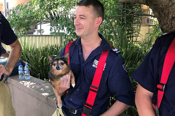 Article image for Firefighters rescue dog from burning block of apartments