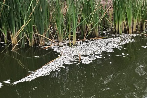 Article image for ‘Worst man-made fish kill’: Thousands more fish found dead in the Darling River