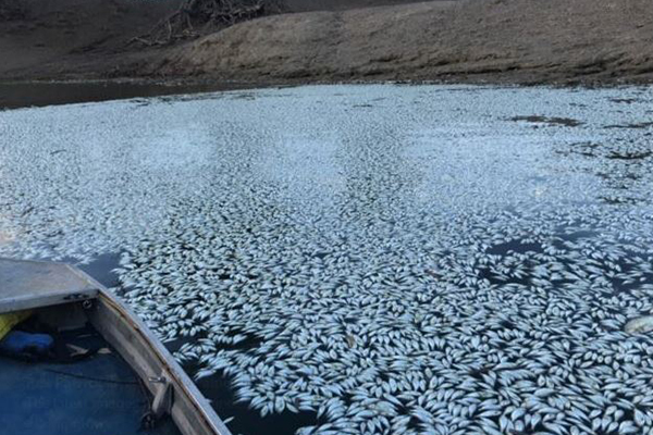 Article image for More fish found dead after yet another algae outbreak strikes rural NSW