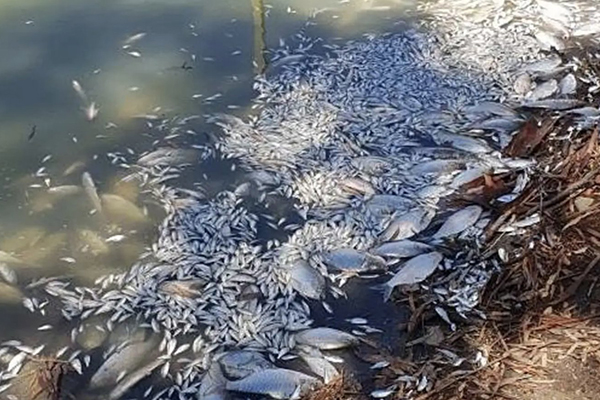 Article image for ‘Up to a million fish dead’: Murray-Darling River disaster worsens