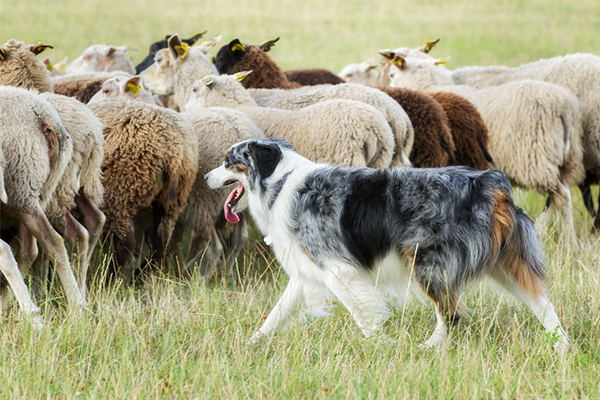 Why sheep dogs are making a comeback across rural farms