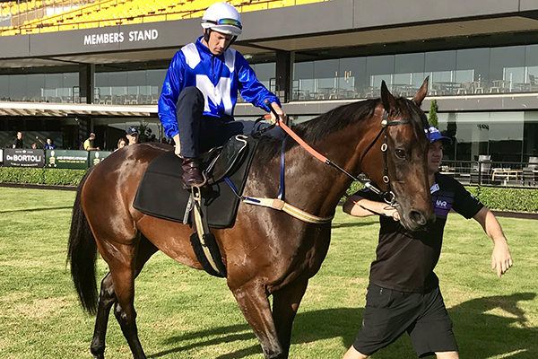She’s back! Chris Waller chats following Winx’s return to the track
