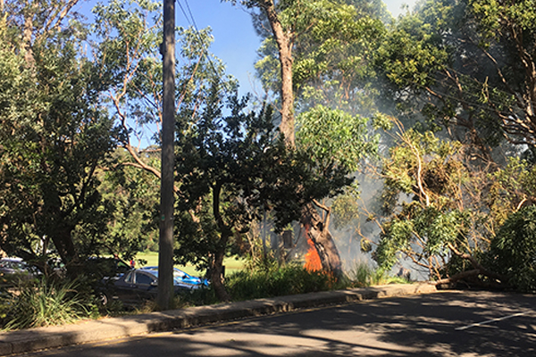 Article image for Balmoral fire: Fallen tree pulls down power lines, sparks electrical fire