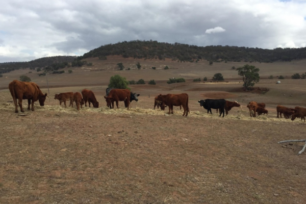 Article image for NSW farmers continue to suffer through ‘worst drought in six generations’