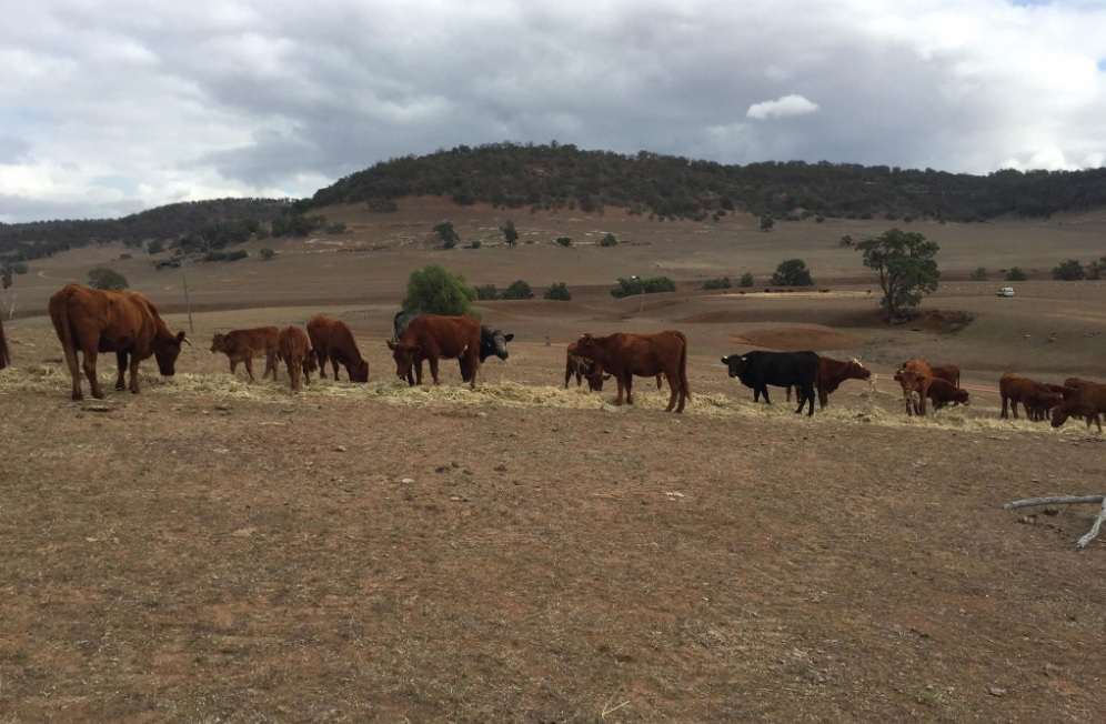 NSW farmers continue to suffer through ‘worst drought in six generations’