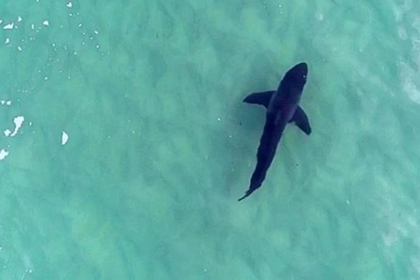 Article image for Love the surf? This app tracks sharks with incredible drone footage