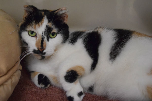 Pet of the week: Snow White