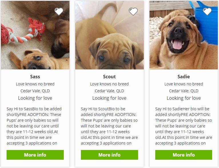 Why this pet adoption agency is removing ALL breed names from its website