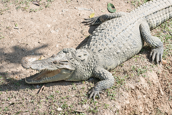 Ex-bikie caught with freshwater crocodile