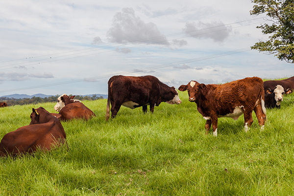 Aussie farmers will be winners in new trade deal