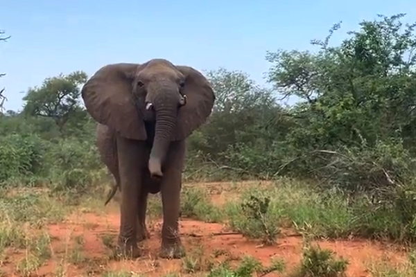 WATCH | Aussie reality TV crew caught in elephant stampede