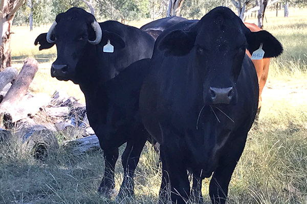 Farmer’s warning to vegan trespassers