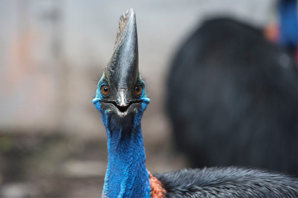 Article image for World’s ‘most dangerous bird’ kills owner