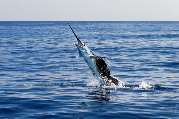 Article image for Two brothers speared in freak marlin accident
