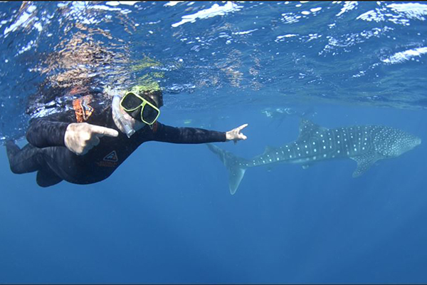 Article image for Steve Price swims with the world’s largest fish