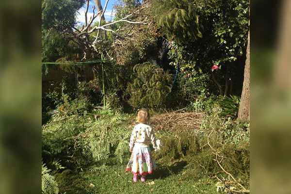 Article image for Mayor visits home after council refuses to remove dangerous tree