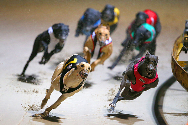 Greyhound Racing NSW announces record prize money increase