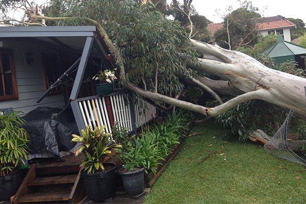 ‘Healthy’ tree falls on Sydney home