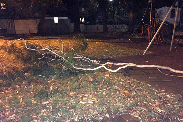 Article image for Council refuses to cut down tree threatening lives of children