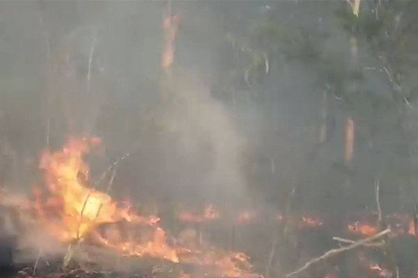 Article image for Bushfire closes the M1 motorway, causing massive delays