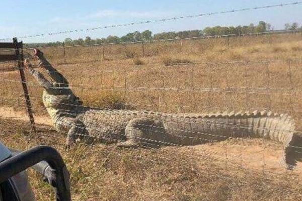 Article image for Barbed wire saves man from huge crocodile