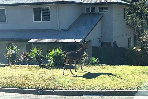 Article image for Deer spotted roaming Sydney’s suburban streets
