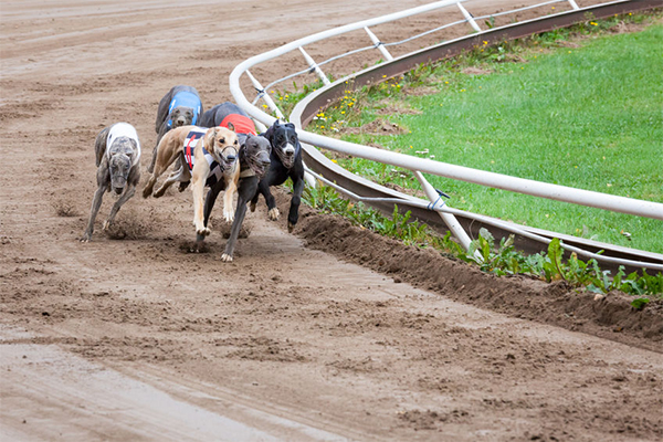 Article image for Greyhound industry being ‘policed out of existence’