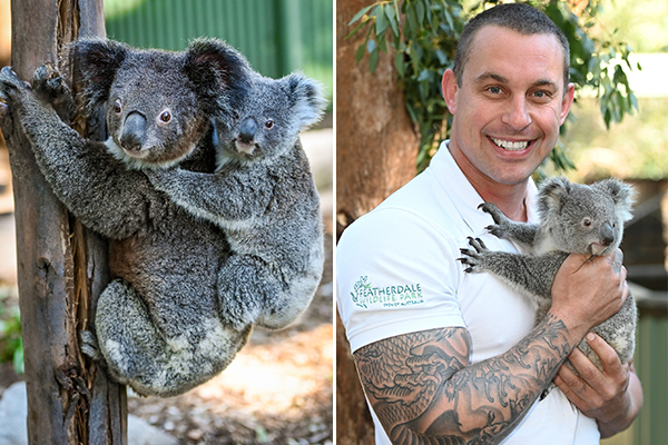 Article image for Koala With A Cause: Featherdale Wildlife Park celebrates new koala joey