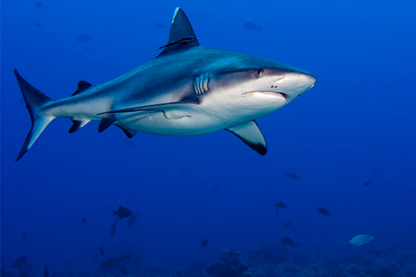 Article image for ‘Politics ahead of safety’: Environment minister slams removal of shark drumlines