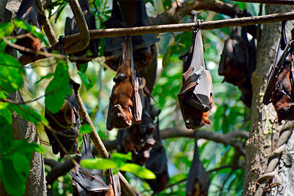 Family held hostage in their own home due to bat plague