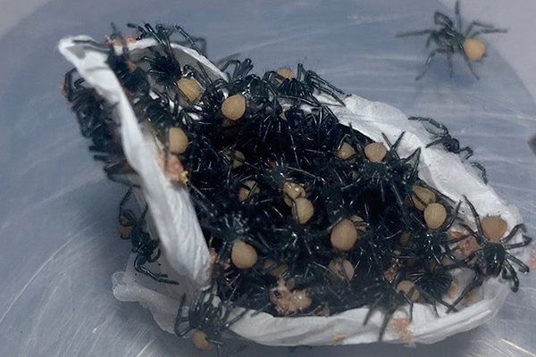 Article image for Hundreds of deadly spiders hatch in ‘creepy’ video