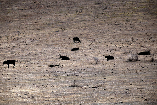 Article image for RSPCA defends seizing cattle from drought-stricken farmers