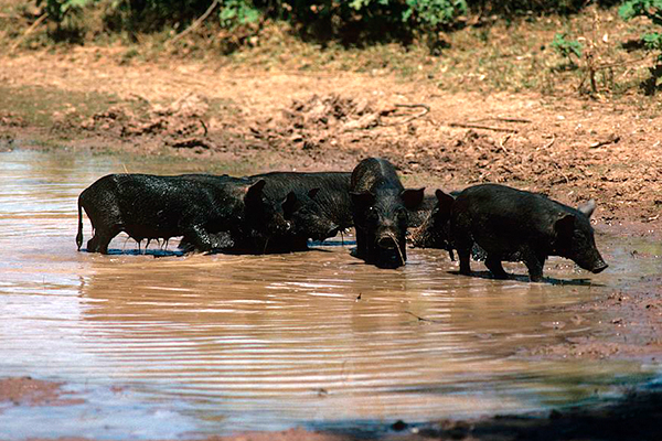 Calls for feral pig bounty as fears of African swine fever grips industry