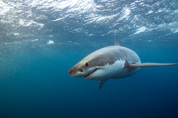 Shark sightings are on the rise