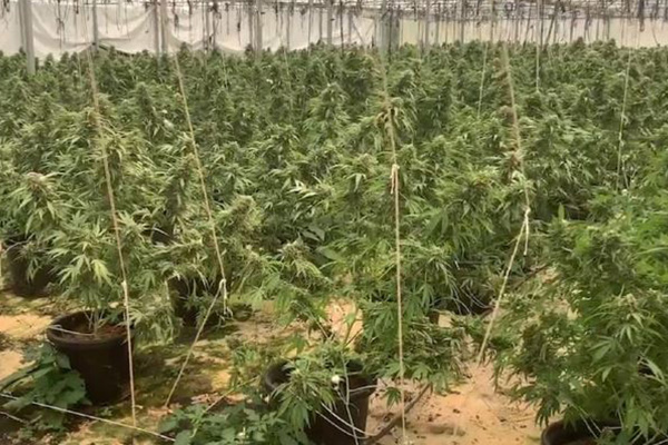 Article image for Multi-million dollar weed farm busted in rural NSW
