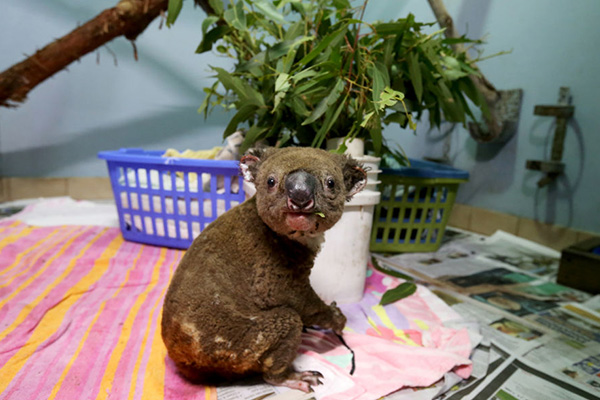 Article image for ‘They’ll get through this’: Koala’s perishing in unprecedented bushfires